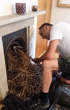 Large birds nest being removed from a small bedroom fireplace